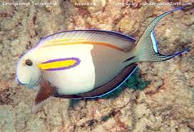 Meet Na Ena E The Orange Band Surgeonfish The Garden Island