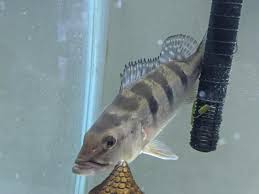 75$ per bass or 350 for the group. For Sale Arowana Peacock Bass Bichirs Fahaka Puffer For Sale Monsterfishkeepers Com