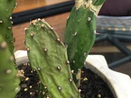 It might also mean the bright red fruit of the saguaro cactus. Help My Cactus Is Droopy And Unhappy