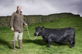 According to the guinness book of records, this is the smallest cattle breed in the world. All Creatures Great And Small The World S Most Extreme Animals Animals Dexter Cattle Mini Cows
