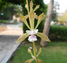 Encyclia guatemalensis (Orquídeas de Sabanas, palmares, pinares y encinares  tropicales) · iNaturalist
