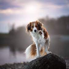 der kooikerhondje ist ein beliebter familienhund aus den niederlanden im steckbrief erfahrt ihr alles uber die geschichte den familienhund whippet hund hunde