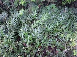 Image result for Microsorum scolopendria