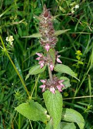 Image result for Orthosiphon schimperi