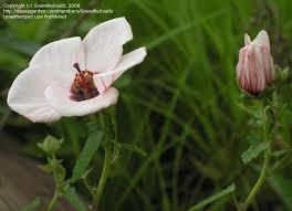 Image result for Pavonia rogersii