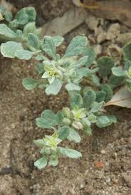 Image result for Glinus lotoides