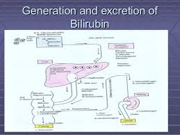 metabolism of bilurubin