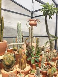 Well you're in luck, because here they come. Nyc S Coolest New Pop Up Shop Is A Greenhouse With 1 000 Cacti Curbed
