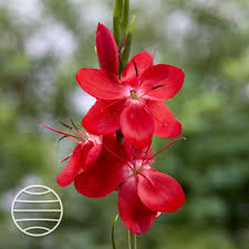 Image result for Hesperantha