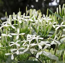 Image result for Pavetta uniflora