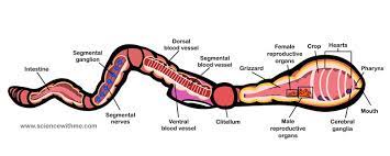 Learn About Earthworms Science For Kids