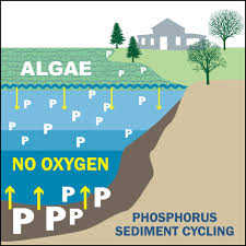 Sediment is a naturally occurring material that is broken down by processes of weathering and erosion, and is subsequently transported by the action of wind, water, or ice or by the force of gravity acting on the particles. Pond Sediments Causing Algae Blooms Vertex Aquatic Solutions