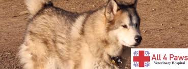 I would definitely recommend four paws pet resort to anyone having to board their pet. All 4 Paws Veterinary Hospital Reviews Facebook