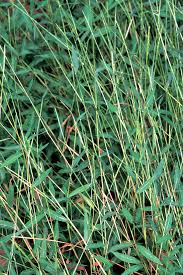 Image result for Microstegium fasciculatum