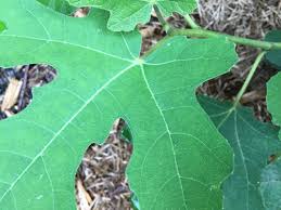 Buy fiddle leaf fig plant food on amazon now! Is My Fig Tree Ok