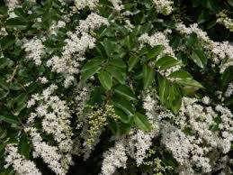 Maybe you would like to learn more about one of these? Ligustrum Plants In The Landscape Tips For Planting Ligustrum Shrubs