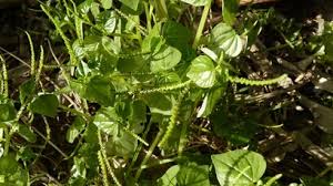 Image result for Cleome aculeata