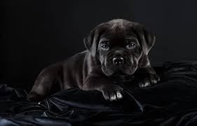 The surprise is more because they actually love children. Cane Corso Puppy Black Hd Wallpapers Free Download Wallpaperbetter