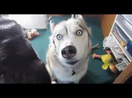 1436779283 481978687 Gif 480 360 Cute Animals Funny Animals Animals