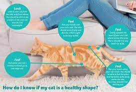 How can you tell if a cat is underweight? Vet Q A How Do I Know If My Cat Is Too Fat Pdsa