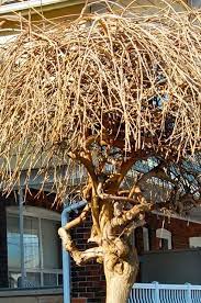 · dioecious—grafted weeping mulberry is male clone. Technique Tips Pruning Weeping Mulberry Toronto Gardens