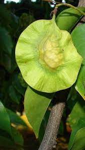 Winged Seed Of Pterocarpus Indicus Known As Phillipine Mahogany In The Phillipines Where It Was Declared National Tree I Seed Pods Seeds Rose Scented Products