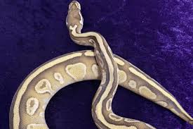 Check spelling or type a new query. What Is A Lesser Ball Python