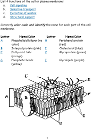 Composition of the cell membrane & functions the cell membrane is also called the ____plasma_____ membrane and is made of a phospholipid ____bilayer___. Cell Membrane Coloring Worksheet Pdf Free Download