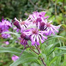 Image result for Vernonia schlechteri