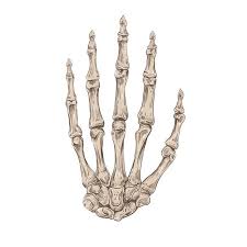 How to draw bones on your hand. Understanding The Bones Of The Human Hand To Improve Your Hand Drawings Drawing Made Easy How To Draw Hands Bone Drawing Skeleton Hands Drawing