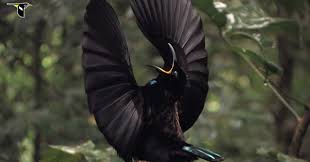 Burung cendrawasih atau keluarga paradisaeidae merupakan burung yang hidup di indonesia bagian timur terutama papua. 91 Gambar Fauna Burung Cendrawasih Terlihat Keren Gambar Pixabay