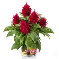 Celosia Kelos Fire Red Beekenkamp Plants