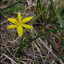 Image result for Hypoxis monanthos