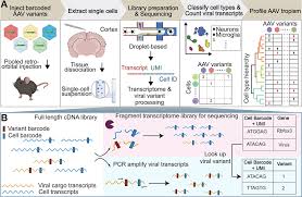 Image result for Black 1996 AAV