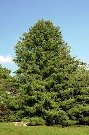 R U Nuts The Garden Professors Winter Plants Growing Seeds Growing Tree