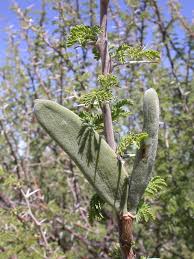 Image result for Acacia hebeclada