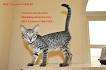 Arabian Mau Cat Info, Personality, Kittens, Pictures | Cat ...