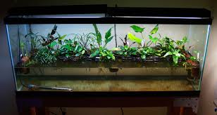 55g Crypt Riparium Page 2 Aquatic Plant Central