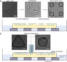 Check spelling or type a new query. Cytoskeletal Organization In Isolated Plant Cells Under Geometry Control Biorxiv