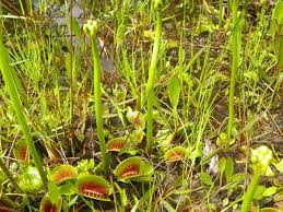 The first suggestion of what north carolina's state flower should be was the daisy rather than the dogwood. 12 Native Plants Nc State Extension Publications