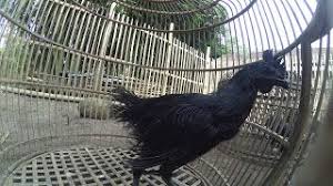 Jual Ayam Cemani Bulu Lidi Ternak Ayam Ayam Landak