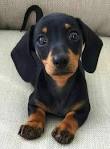 Dachshund Puppy for sale by owner - Puppies for Sale Near Me