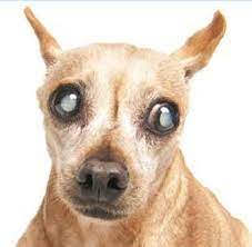 Cataract Prevention In Dogs Animal Wellness Cataracts In Dogs Dog Eyes Animals