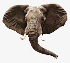 More images for elephant head clipart » Transparent Elephant Head Clipart Elephant Png Png Download Transparent Png Image Pngitem