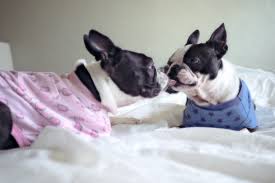 One of the few dog breeds to originate in the united states, the boston was. How To Find A Reputable Boston Terrier Breeder Photos 19 Red Flags