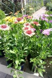 Fiori tipo margherita con quindici petali sottili e lunghi in quattro dimensioni diverse. Dimorphotheca La Pianta Che Forma Cespugli Colorati Con Fiori Che Assomigliano Alle Margherite