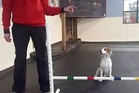 Dog training and dog bootcamp in chicago and the surrounding area. Dog Obedience Training In Chicago K9 University Chicago