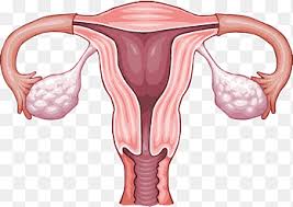 Laparoscopic surgery is a safe and effective option for many patients, provided the surgeon knows the relevant anatomic landmarks and variations created by obesity, prior surgery, and aberrant anatomy. The Female Pelvis Anatomy Exercises Laparoscopy Uterosacral Ligament Pelvis Anatomy Human Body Png Pngegg