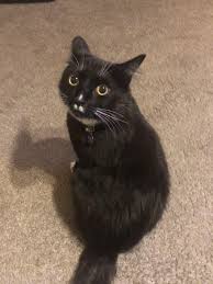 Kitten Cute Cats Cat Pictures For Kids Beautiful Cats