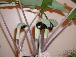 Arisaema ringens (thunb.) schott in h.w.schott & s.l.endlicher, 1832. Pacific Bulb Society Arisaema Species Four